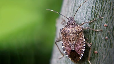 7 Facts You Might Not Know About Stink Bugs