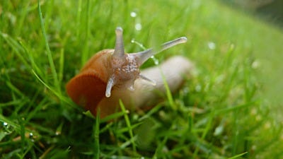 Are Slugs Harmful?