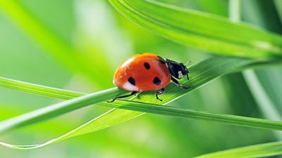 Beneficial Garden Insects