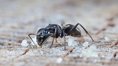 Common Household Ants