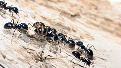 Does Liquid Bait Kill Carpenter Ants?