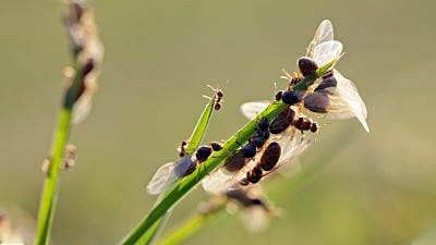 Flying Ants Vs. Termites