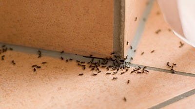 Got Ants & Not Sure Where to Start?