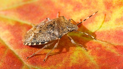 stink bug solutions and repellent