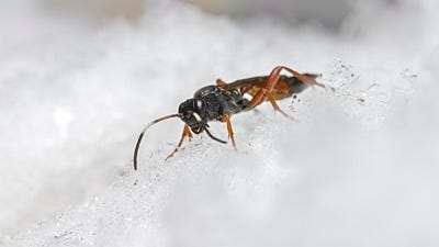 How Weather Affects Pest Populations