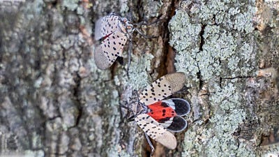 How You Can Help Stop Spotted Lanternflies