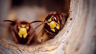 How to Get Wasps And Hornets to "Buzz Off" and Keep Them Away 