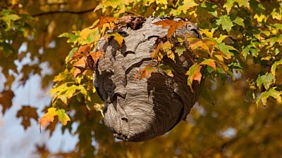 How to Get Rid of a Wasp Nest