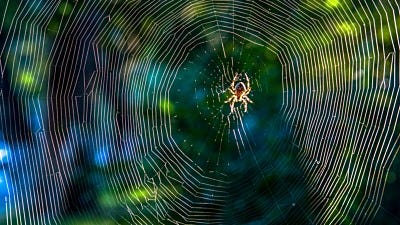 How to ID Spiders by Their Webs