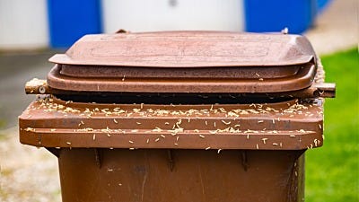 How to Manage A Trash Can Maggot Infestation