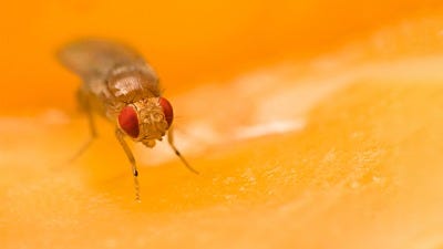 How to Prevent Fruit Fly Invasions