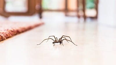 How to Stop Spider Invasions