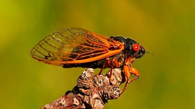 It’s Cicada Season: Another Year, Another Invasion of Truly Ugly Bugs