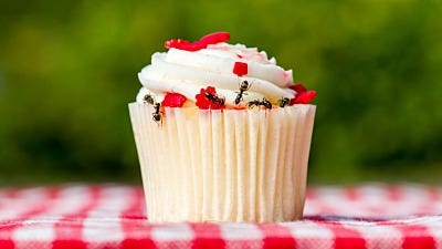 Keep Ants from Feasting on Your Summer Picnic