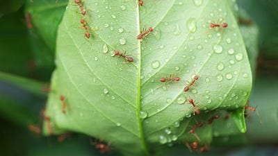 Rain, Rain Brings Ants Your Way