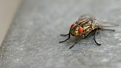 Why Do I Have So Many Flies?