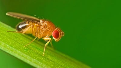 The 10 Most Common Fruit Fly Questions Answered  