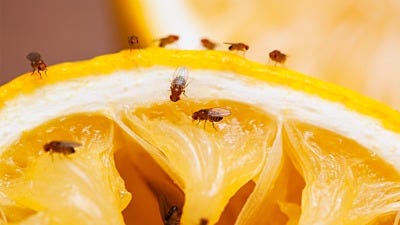 The Downside of DIY Fruit Fly Traps