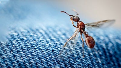 The Ins and Outs of Flying Ants