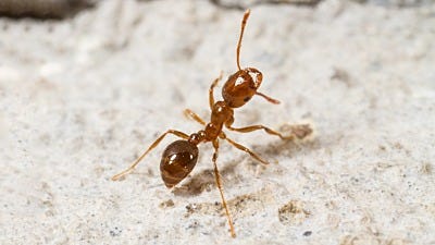 Where Do Ants Go in the Winter?