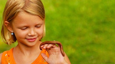 Which Bugs Make Good Pets
