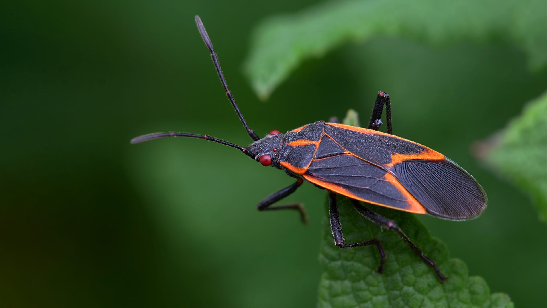 10 Stunning Red and Black Garden Bugs