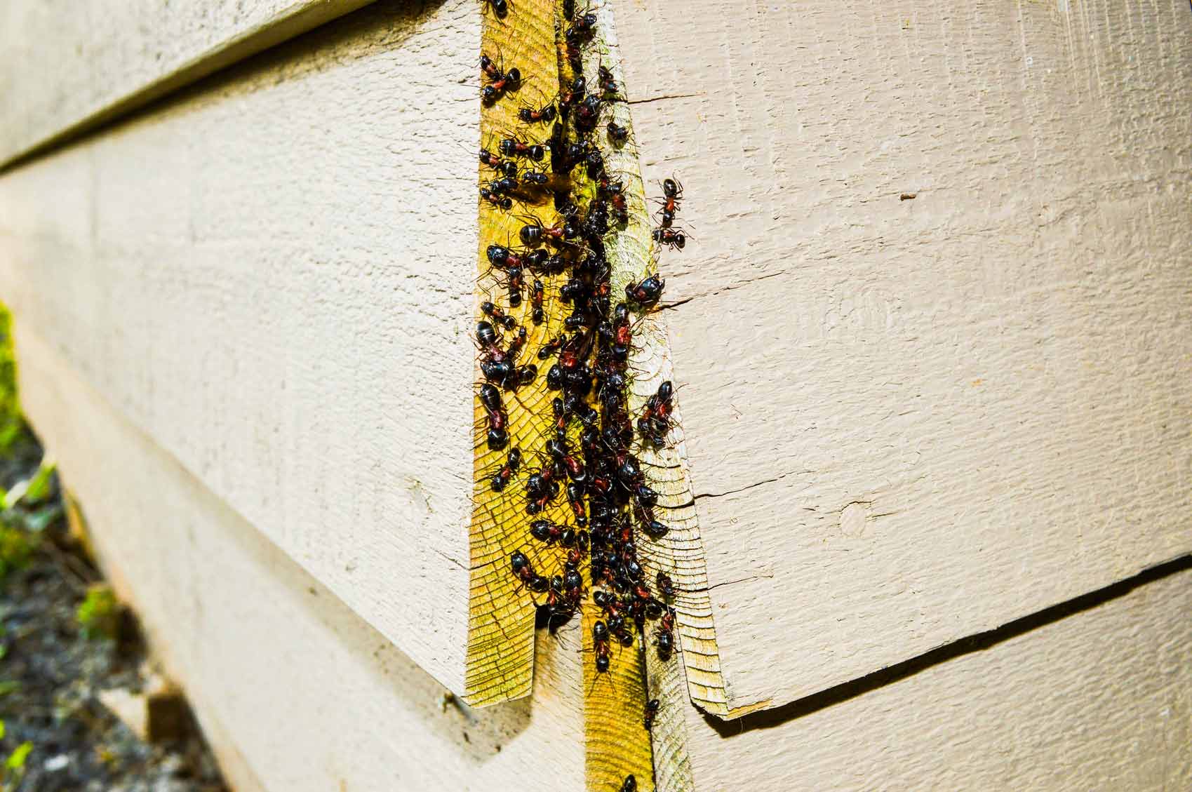 ants under siding