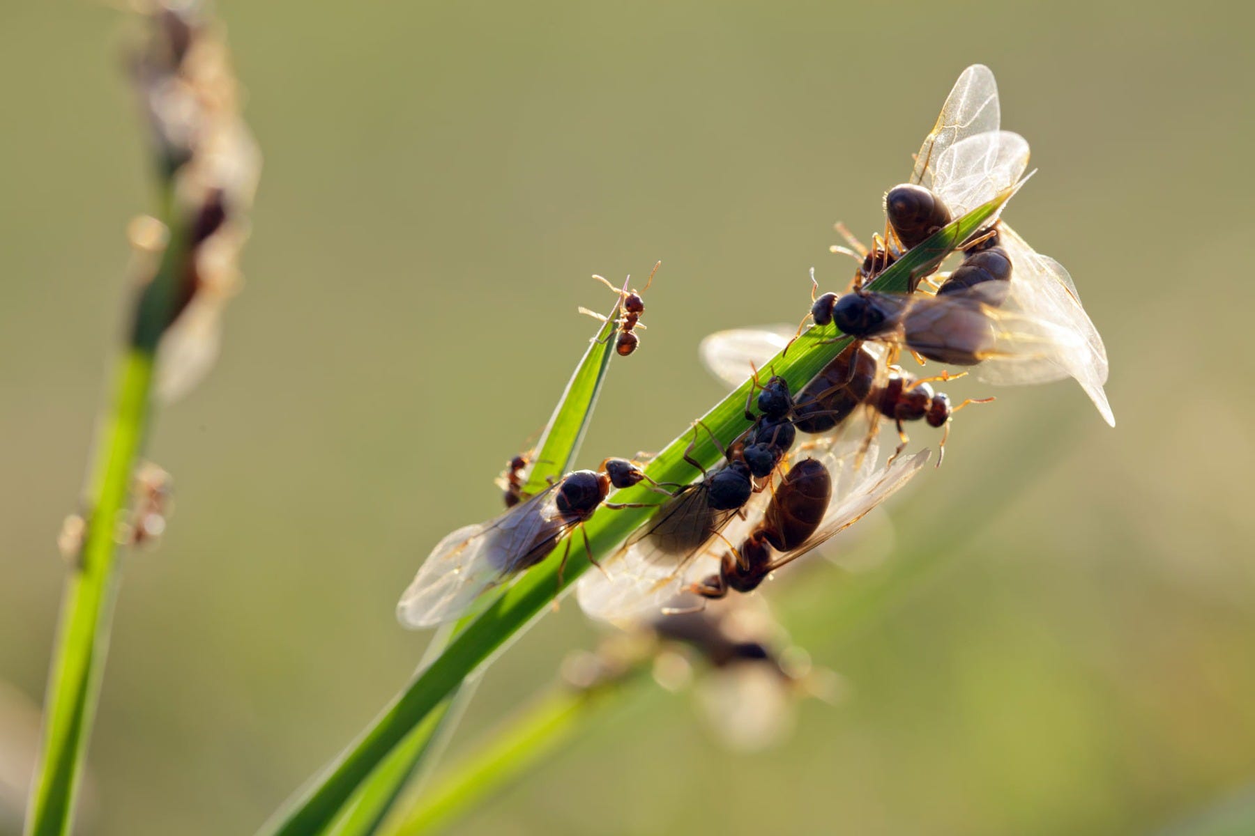 flying ants in nature