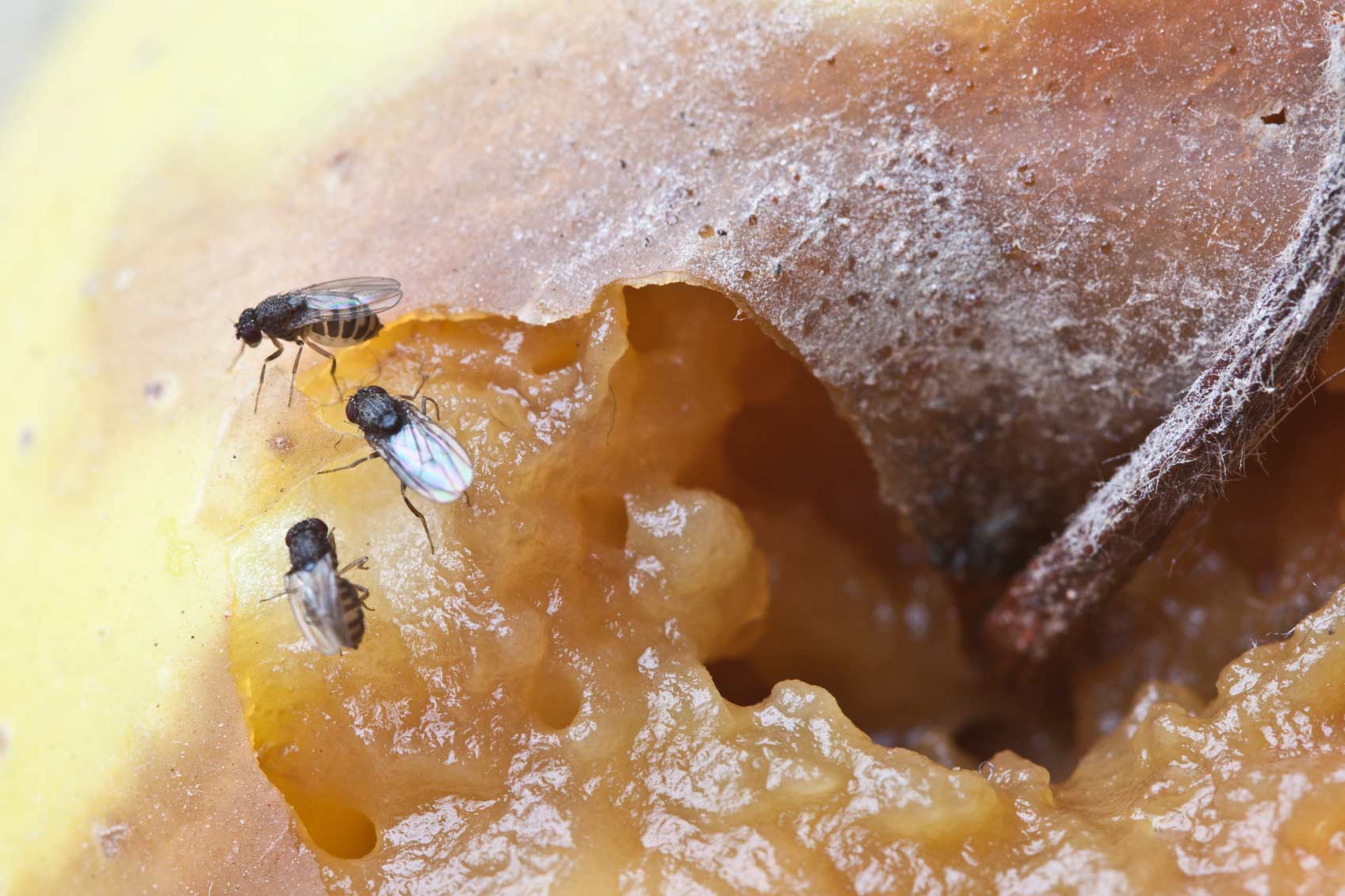 fruit flies on peach fruit flies on peach