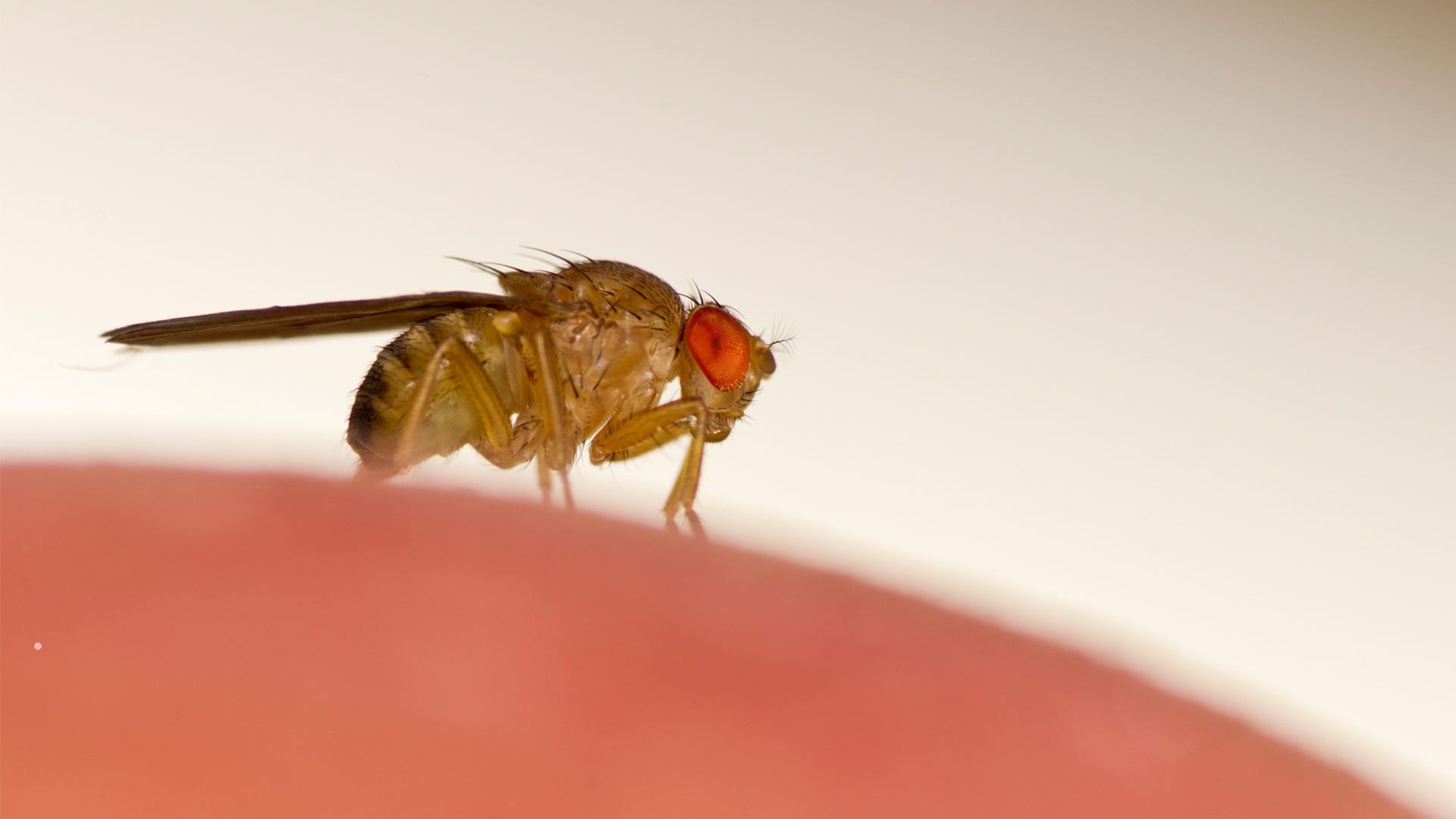 How to ID Fruit Flies, Drain Flies and Fungus Gnats