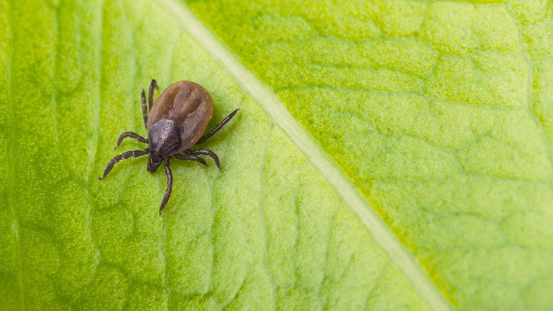 How to Prevent Ticks and Fleas