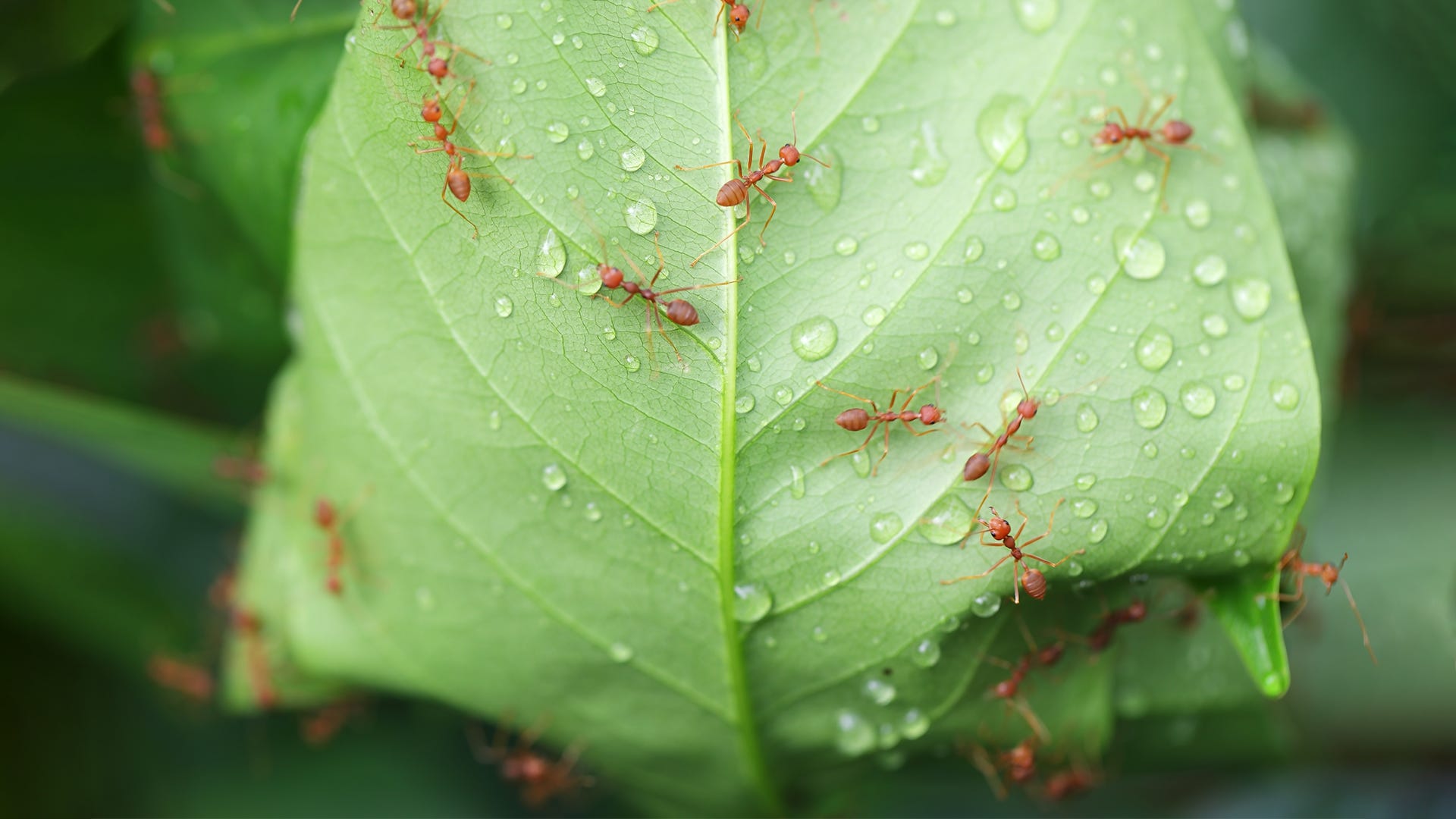 Rain, Rain Brings Ants Your Way