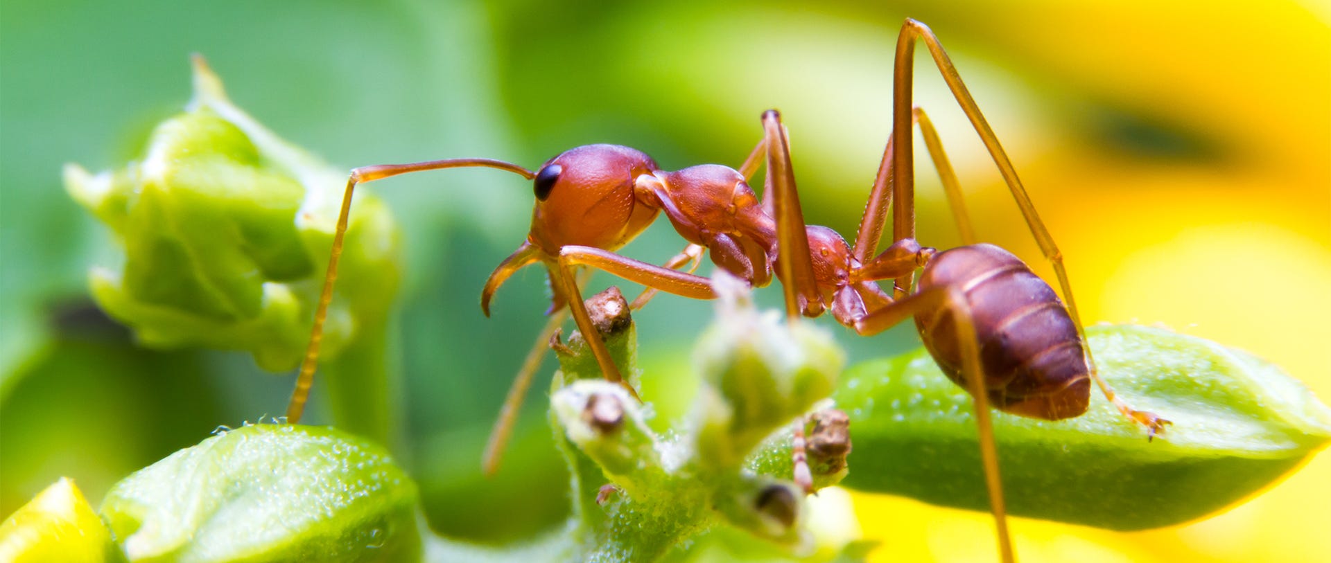 Ant Bites: Symptoms, Treatment, Prevention & Pictures