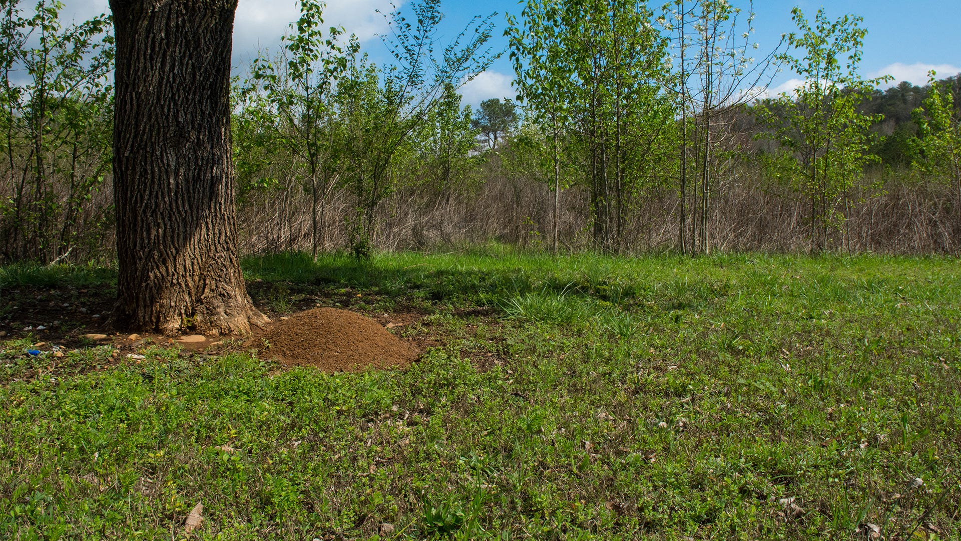 How to Prevent Fire Ants