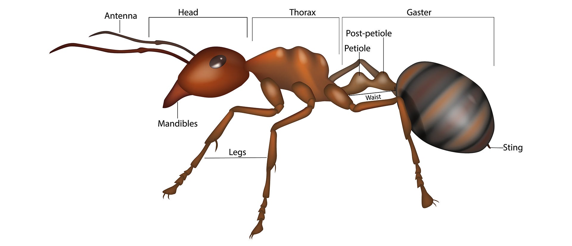 how-to-id-insects