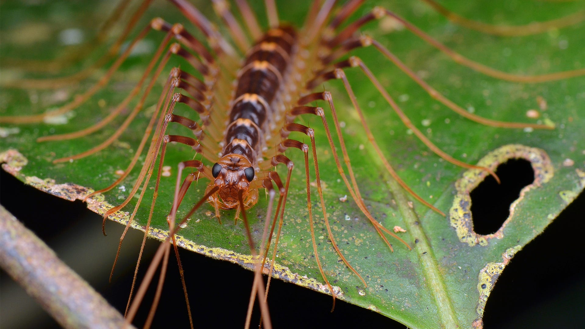 Up In Arms Over Centipedes