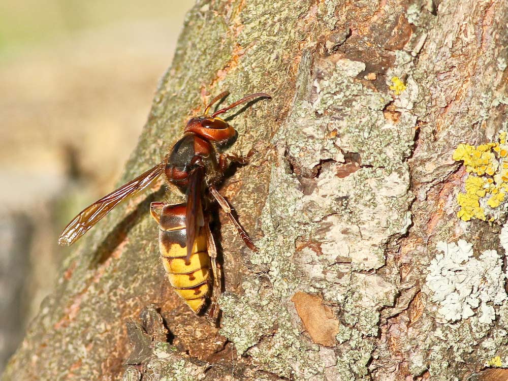 wasp on tree wasp on tree