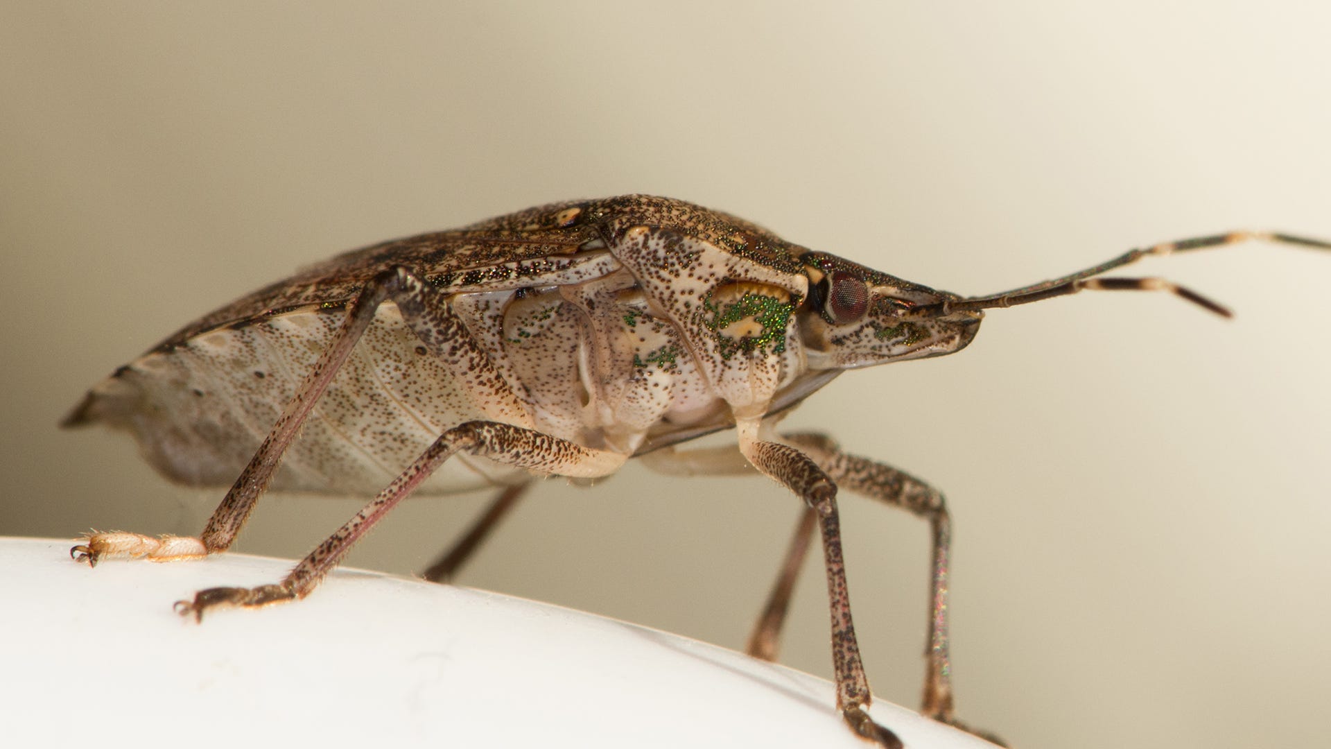 close up stink bug