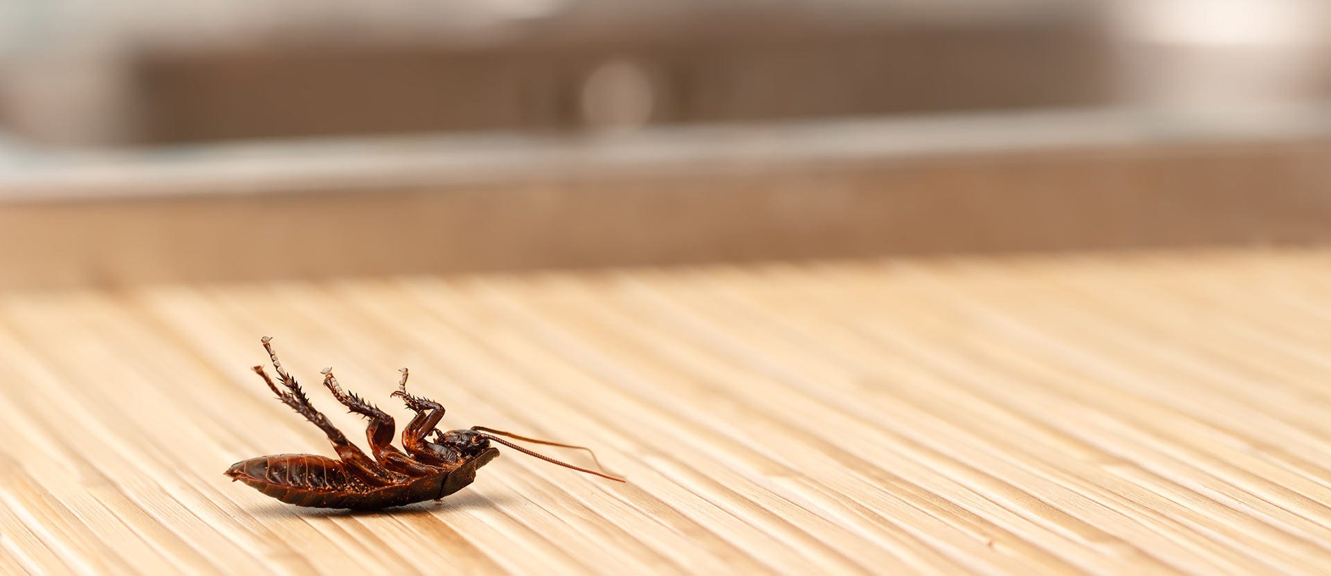 cockroach in the kitchen