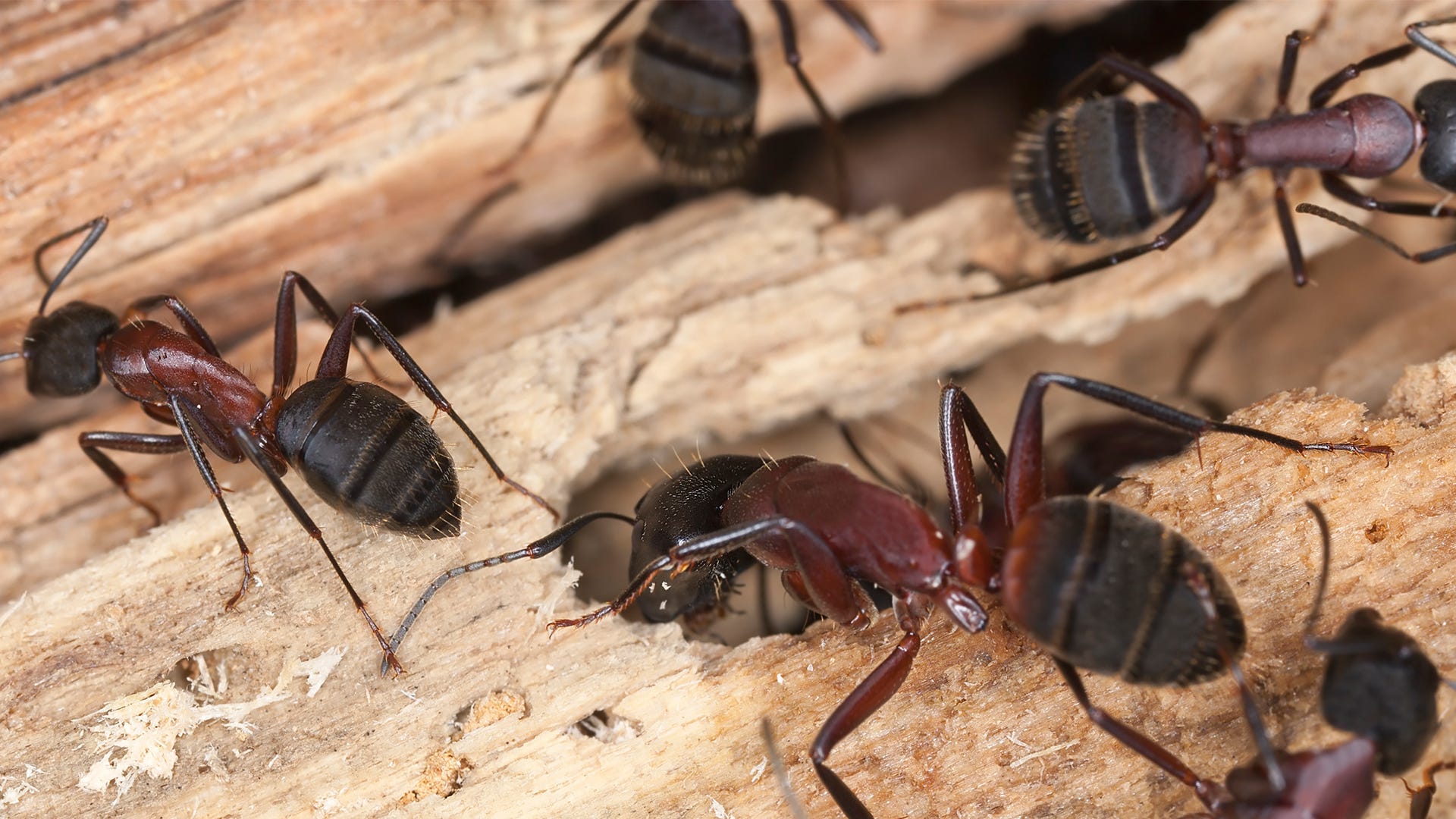 Everything You Need To Know About Carpenter Ants