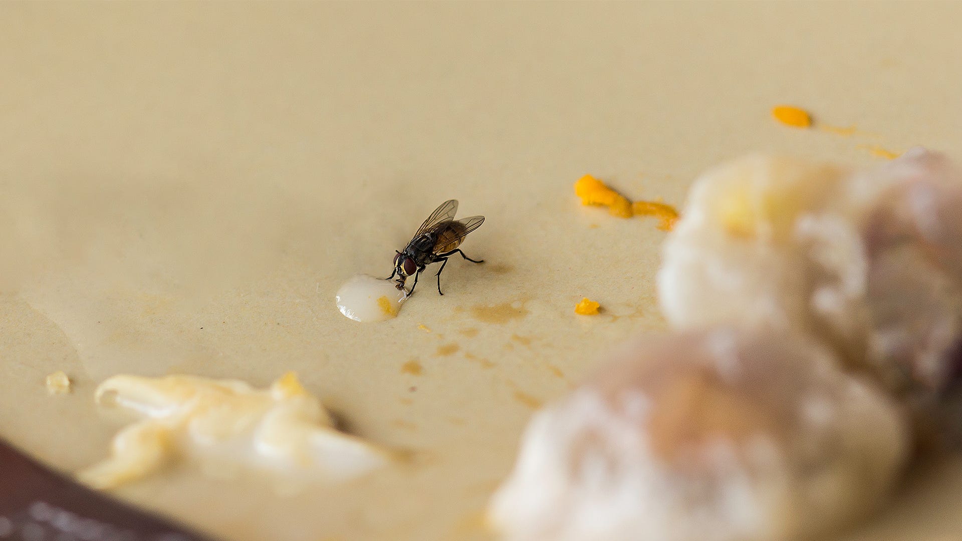 fly eating inside food