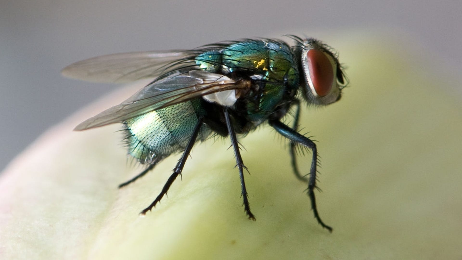 Life Cycle of the Fly: How to Eliminate Each Stage