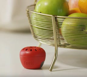 Fruit Fly Trap Fruit Fly Trap