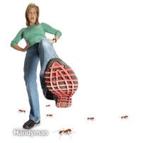 How to kill ants