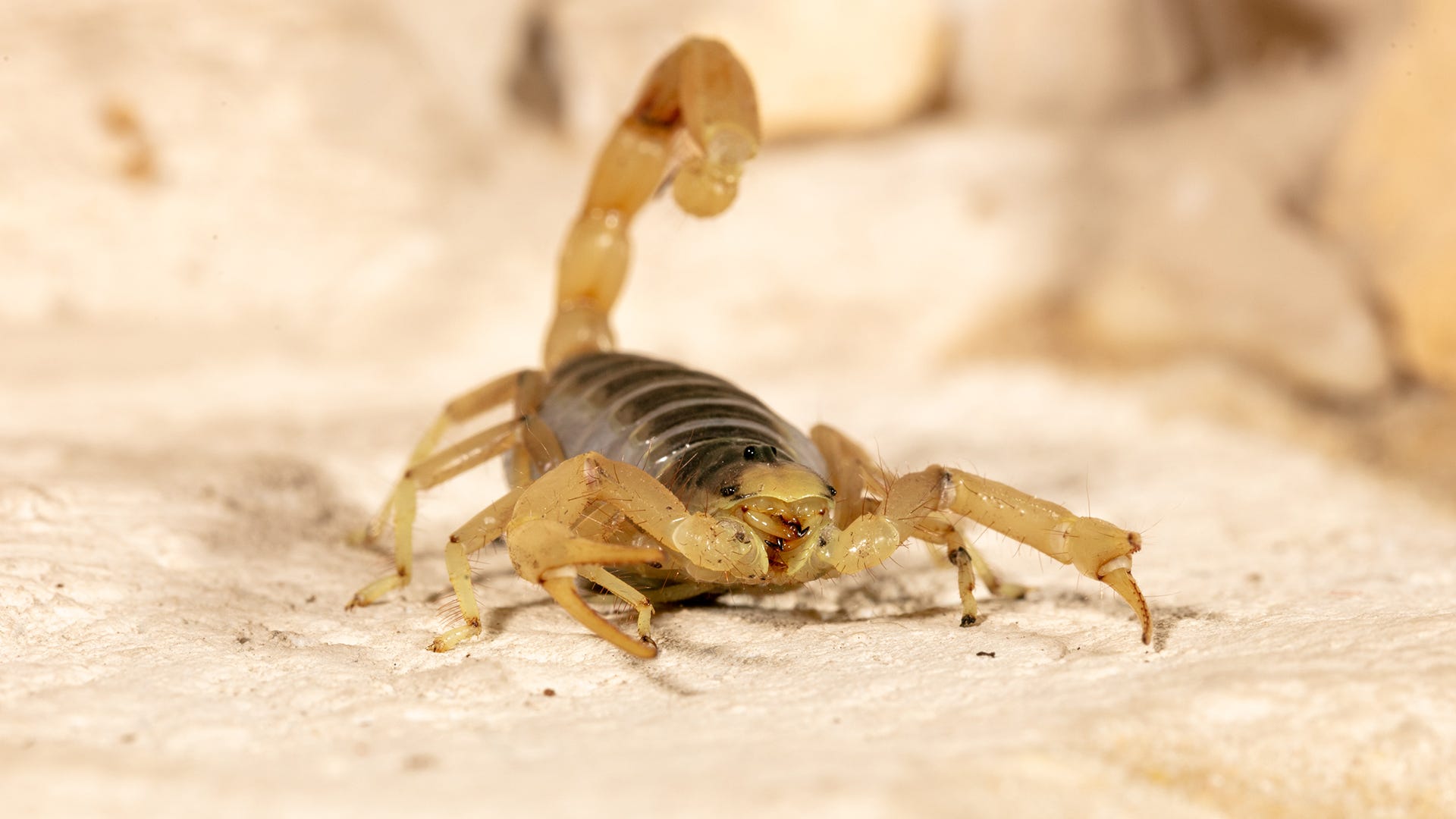 preventing scorpions