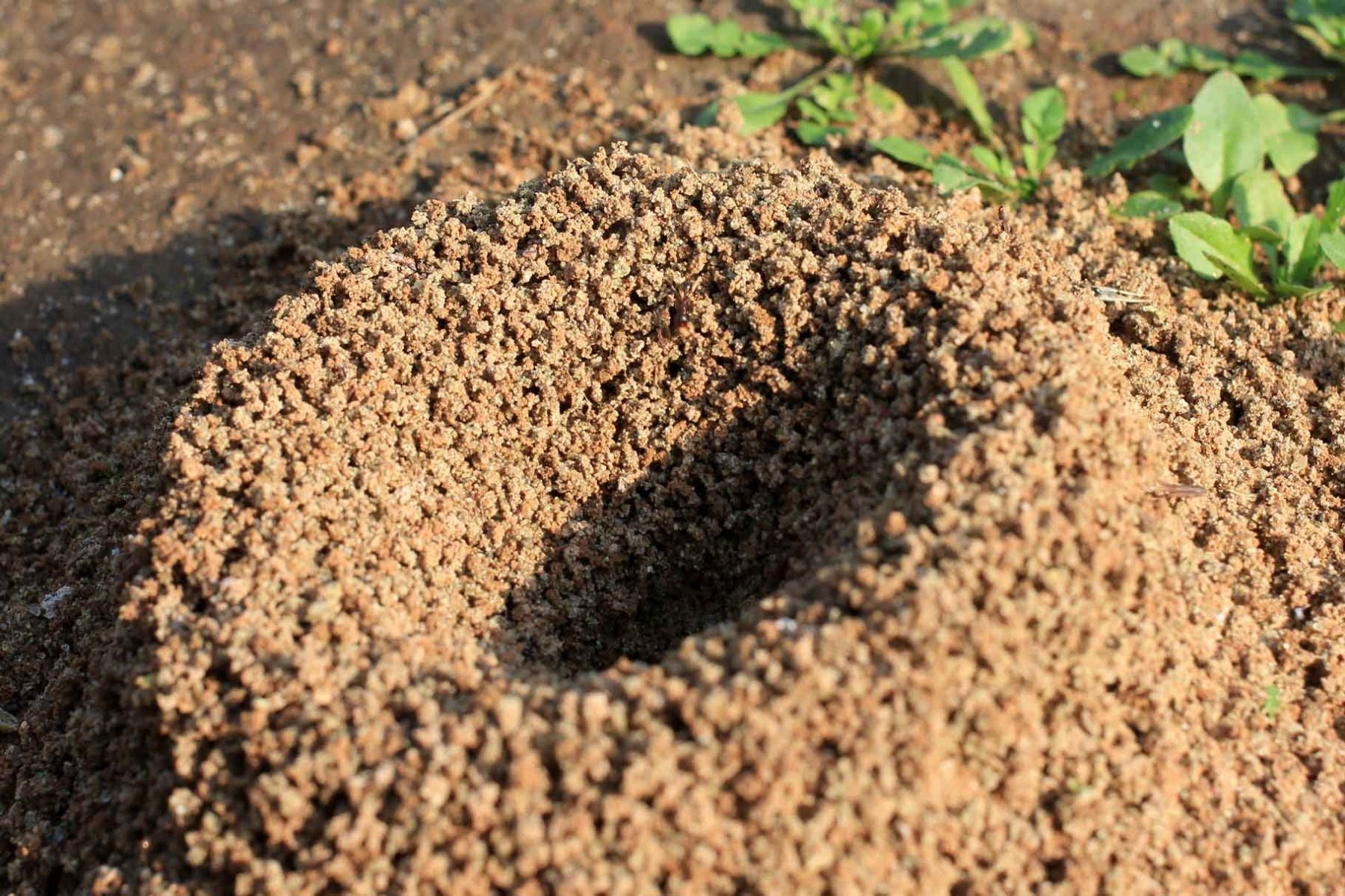 ant mound