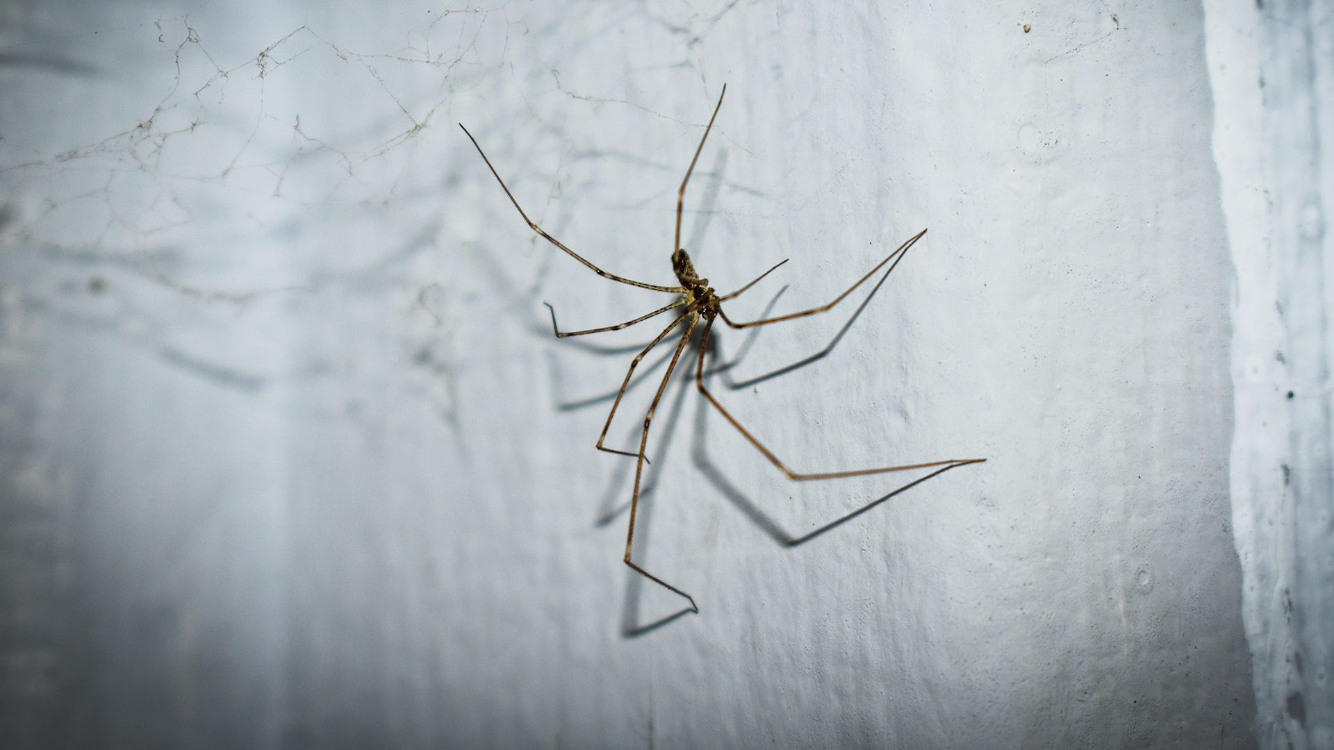 spider on wall