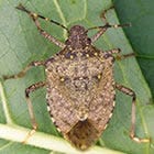 stink bug