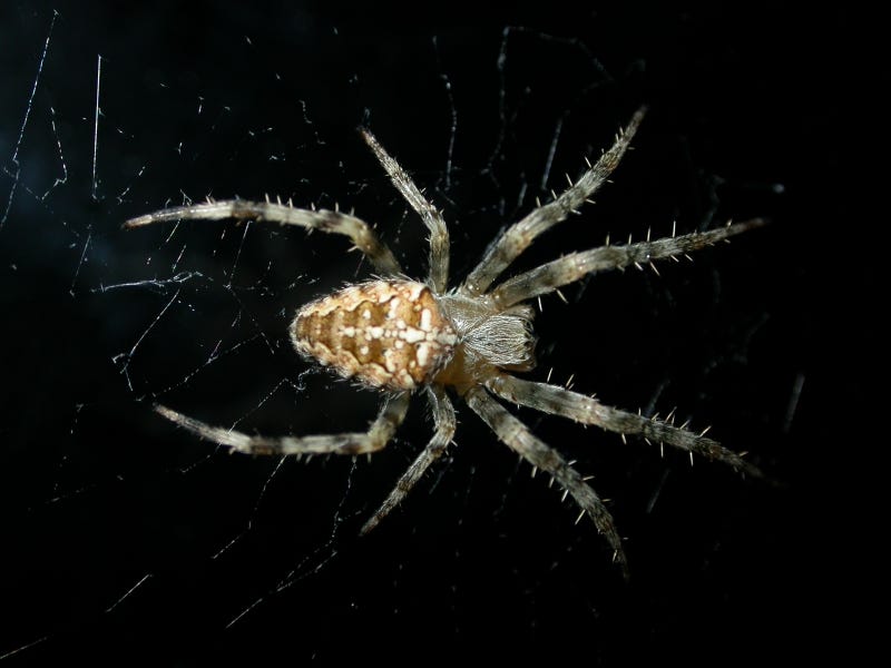 Do Cobwebs Really Indicate a Spider Infestation? – Dr. Killigan's