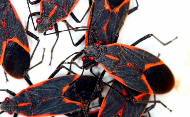 box elder bug pest control